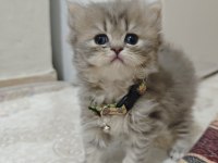 Full Şecereli Şampiyon babadan blue golden kediler