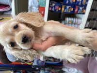 50 günlük Dişi Cocker yavrumuz 