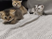 2 aylık british shorthair yavrular