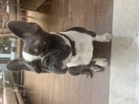 Eğitimli dişi french bulldog