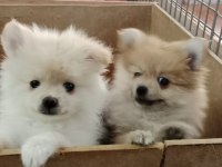 Pomeranian köpeği yavrularımız