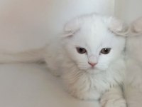 Asil Scottish Fold Longhair yavrumuz