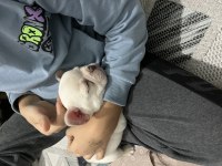 Lilac tan platinyum dişi french bulldog yavrumuz