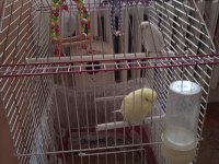 2 adet çift albino muhabbet kuşu çift yuvalıklı