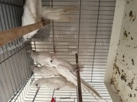 Albino sultan papağanı uygun