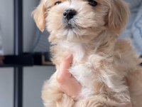 Maltipoo Safkan Köpeğimiz