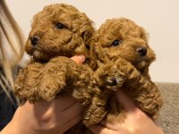 Sevgi Dolu Poodle Yuvalarını Arıyorlar