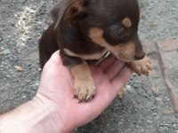 2 adet dişi bebek pinscher