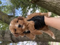 Maltipoo Dişi Erkek