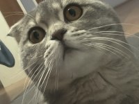Erkek scottish fold kedimize çift aranmaktadır