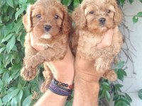 SEVİMLİ MALTİPOO YAVRULAR