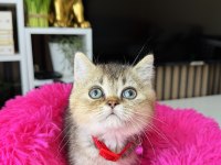 British Shorthair Black Golden