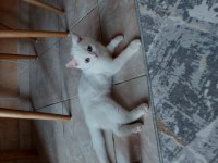 British shorthair oğlumuz