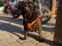 1.5 yaşında pug evde bakılıyor tuvalet eğitimi mevcut