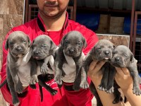 Cane Corso Yavrular