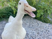 Satılık ördek 1 yaşında