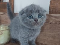 Orjinal ırkta, nadir bulunan bir cins scottish longhair