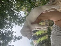 2 aylık Labrador yavrularımız