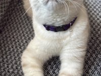Çok uysal scottish fold