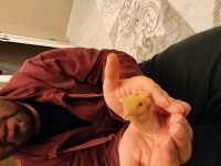 Çok Sevimli Yavru Hamsterler Çok Tatlılar