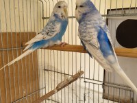 YENİ EŞLEME GENÇ İNGİLİZ VE SHOW JUMBO İRİ TAKIM MUHABBETLER