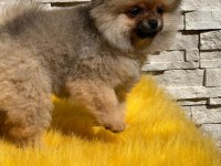 Pomeranian boo yavru