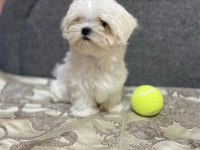 0 numara antialerjik Maltese bebekler
