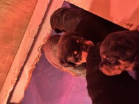 Dünyaca Ünlü Timittor Kennel Kan Hattına Sahip Rottweiler