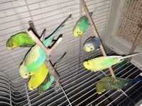 Japones Rainbow Uygun Muhabbet Kuşu Takımlar 30 Adet Vardır
