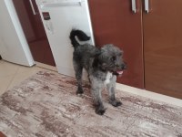 Taşındığımız için köpeğimi sahiplendiriyorum