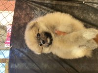 Dişi Pomeranian Yavrumuz