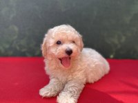 A KALİTE MALTİPOO KÖPEKLER
