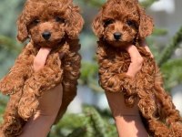 Ev Ortamında Doğup Büyüyen Toy Poodle Yavrular