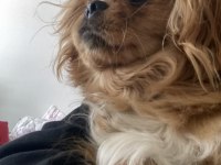 SİVAS/MERKEZ PEKİNEZ KÖPEĞİMİZ (ÜCRETLİDİR)