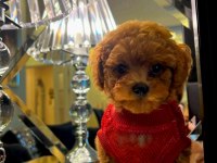 kore poodle köpeğimiz