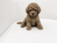 Toy Poodle Yavrumuz