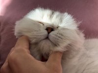 17 Aylık Scottish Fold Erkek