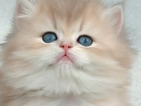 British longhair dişi erkek