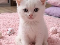 Minnoş British Shorthair Kedisi