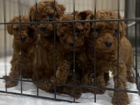 Kore Red Brown Toy Poodle Kardeşler