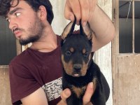 Üst Kalite Doberman Yavruları