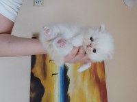 Persian Bebeklerimizi Sahiplendirmek
