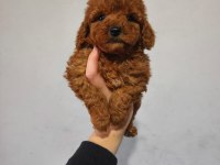 Toy poodle yavrular