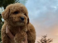 KORE MALTİPOO TEDY FACE YAVRUMUZ YENİ YUVASINA HAZIR