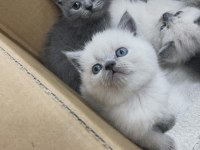 Safkan Orjinal BRİTİSH YAVRULARIMIZ mevcut