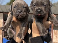 Cane corsa alan koruma köpeği yavruları efsane kan