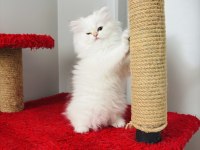 British Longhair Golden Point