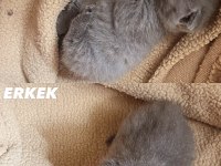 2 TANE 2 AYLIK KIRIK KULAK YAVRU KEDİMİZ