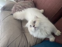 British longhair 5 aylık yavru