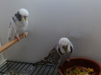 Çift japones ve jumbo muhabbet kuşları